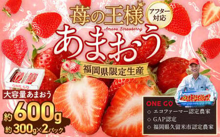 【予約受付】選べる大容量あまおう 600g 大粒 不揃い 選べる大容量あまおう （2L,グランデ,DX デラックス）減農薬 あまおう いちご 高級 いちごあまおう イチゴ 苺 フルーツ 果物 ふるさと納税くだもの amaou 福岡県 【2026年1月上旬～下旬発送予定】
