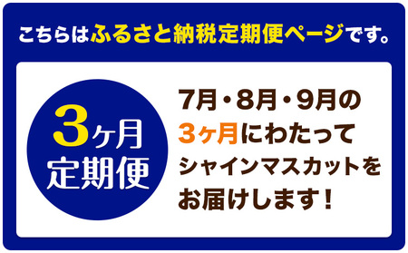 【3ヶ月定期便】ぶどう シャインマスカット 晴王 1.2kg 2房 マスカット岡山《7月上旬-9月末頃出荷》岡山県 浅口市 送料無料 フルーツ 果物 マスカット お取り寄せフルーツ【配送不可地域あり】