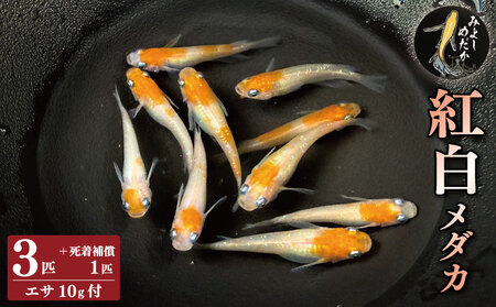 紅白めだか3匹 死着補償 エサ付き【めだか】
