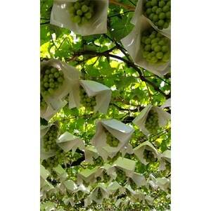 シャインマスカット (約2kg箱) 農家直送朝どりシャインマスカット3～4房【配送不可地域：離島】【1178162】