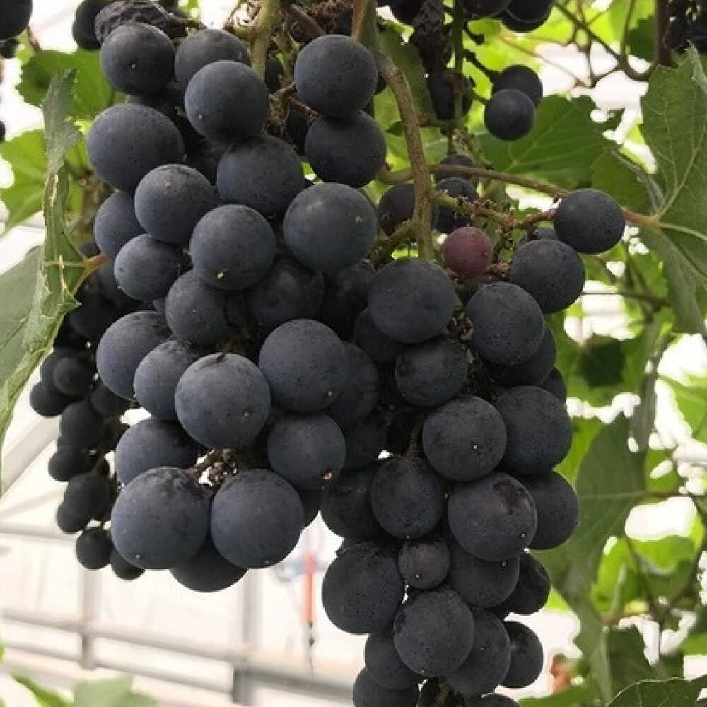 【ふるさと納税】ワイン用 ブドウ苗(ピノノワール)6号鉢入り 2〜3年生 大苗 樹高50cm前後 苗 苗木/ ぶどう ぶどう苗木 葡萄 ぶどうの木 庭木 植木 ガーデニング 菊陽 熊本 九州 木 ロマネ・コンティ 育成 収穫【Herb＆Rose】[BHCQ006]