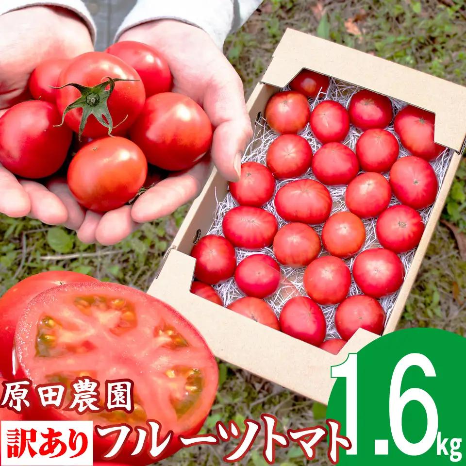 【2026年12月下旬～順次発送】＜訳あり フルーツトマト 原田農園 約1.6kg 箱入＞ 桃太郎 家庭用 ワケあり 変形 キズあり 高知県 佐川町　