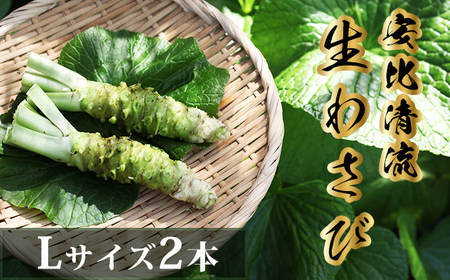 岩手県産 生わさび (Lサイズ) 1本70g以上のもの確約 2本セット 【安比清流山葵園】 ／ 山葵 ワサビ わさび 薬味 国産 八幡平市産 産地直送 新鮮 調味料 辛味 肉の薬味 魚の薬味 そばの薬味 お蕎麦 和食 お寿司