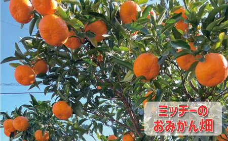 【先行予約：2027年1月初旬～発送】訳あり ポンカン 4kg 7000円(+傷み保障500g） みかん mikan 蜜柑 ミカン ぽんかん 産地直送 国産 農家直送 糖度 期間限定 数量限定 特産品
