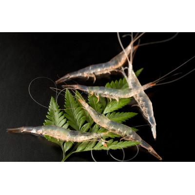 ふるさと納税 富山市 富山湾のシロエビ(殻付き)