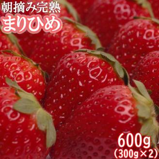 ＜１月より発送＞朝摘み完熟まりひめ約600g（300g前後×2トレイ）【和歌山ブランド苺まりひめ】【こだわりのいちごを農家直送】 ※配送不可地域あり ※2024年1月上旬～4月中旬頃に順次発送予定