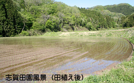 【令和7年度産新米】宮城県岩沼市産　志賀沢米　ササシグレ　精米5kg お米 宮城県産 