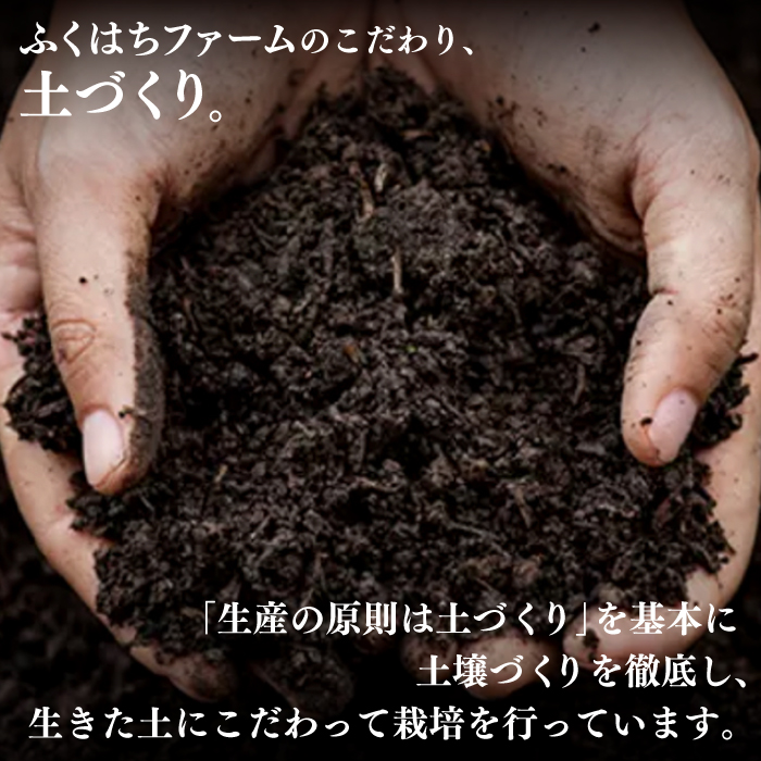 【2025年1月末～順次発送】囲い生姜 約 2kg / ショウガ しょうが 生姜 / 南島原市 / ふくはちファーム [SBS010]_イメージ4