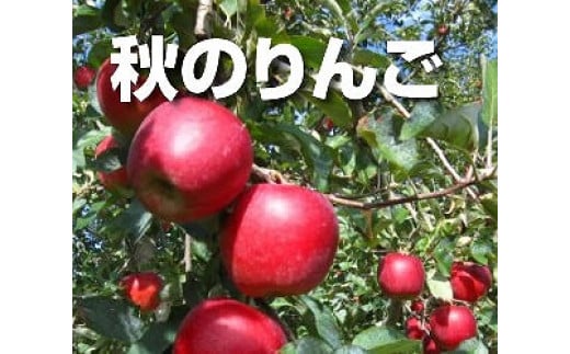 農家直送】富永農園の秋のりんご【訳あり】約１０Kg±　最終発送日11月10日（予定）
