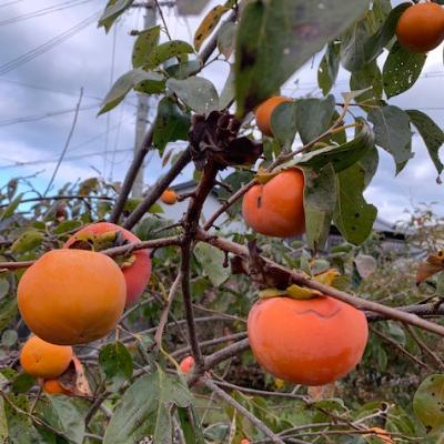 ふるさと納税 有田川町 富有柿　赤秀品　3Lサイズ(9〜10個)　　　　　　　【マルシ農園】