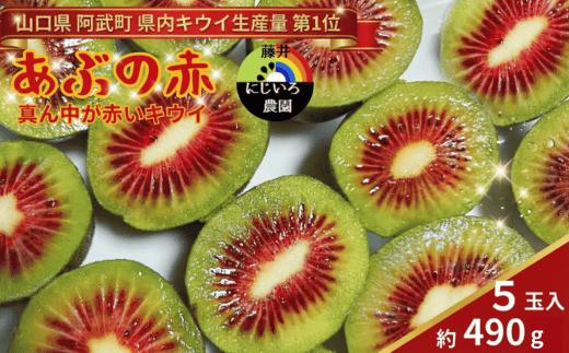 【先行予約】赤いキウイ あぶの赤 約490g 希少品種 極甘 山口県 阿武町産 国産 フルーツ《2026年10月中旬～2027年1月下旬発送》　
