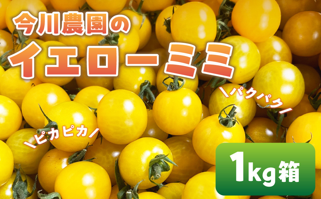 
                  【ふるさと納税】【先行予約】今川農園のミニトマト イエローミミ 1kg 先行予約受付 期間限定 季節限定 野菜 国産 完熟 やさい フルーツ トマト 完熟 千果 ミニトマト イエロー プチトマト イエロートマト プチ お弁当 贈り物 おやつ サラダ 送料無料 産地直送
                