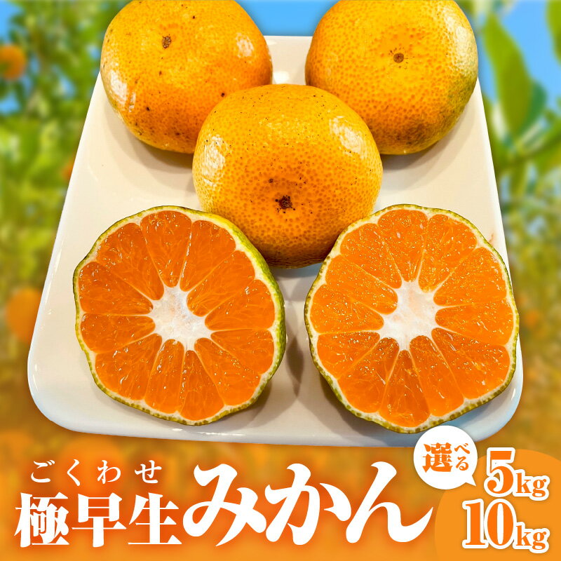 【ふるさと納税】ミカファーム 極早生みかん 5kg 10kg 選べる 容量 秋頃発送 三重県御浜町産【濃厚な甘味と酸味のバランス】