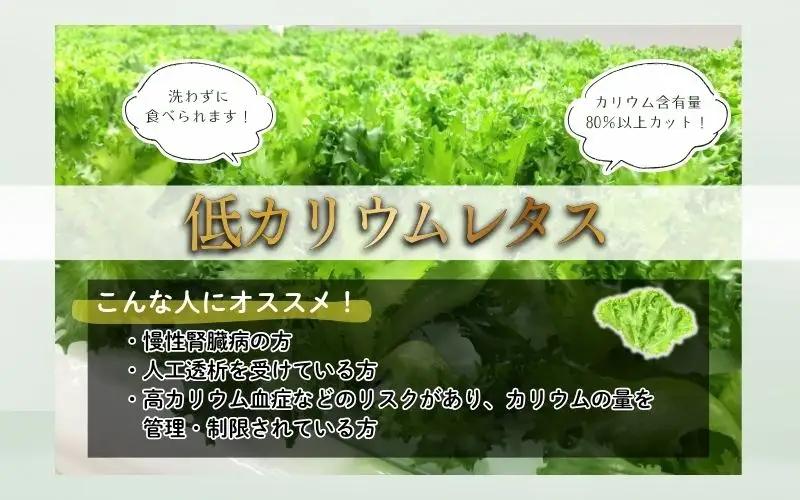 レタス アノレタス（リーフレタス）新鮮シャキシャキ 栽培期間中無農薬低カリウムレタス 12袋×3ヶ月連続お届けセット レタス 【kkry-tkb0001】