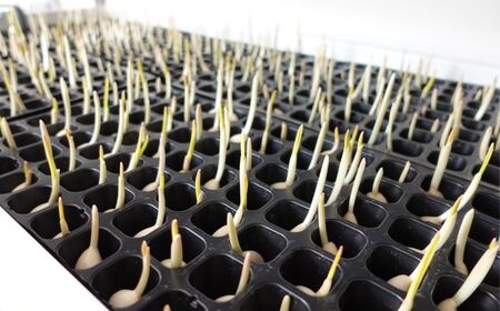 むきにんにく10袋セット