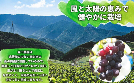 有田産 巨峰 約 3kg 有田 巨峰村 森下農園 ぶどう 送料無料 フルーツ