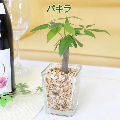 【観葉植物】土を使わないで清潔なミニ観葉植物 ゼオライト植え・ガラス鉢 スクエア形 2鉢セット（パキラ）【観葉植物 インテリア 部屋 おしゃれ 福岡県 筑前町 送料無料 AG049VC01】