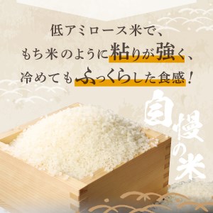 【令和5年産】富士吉田の美味しいお米 ミルキークイーン 5kg×2袋