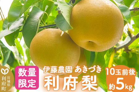 数量限定 利府梨（あきづき）5kg（10玉前後）先行受付 梨