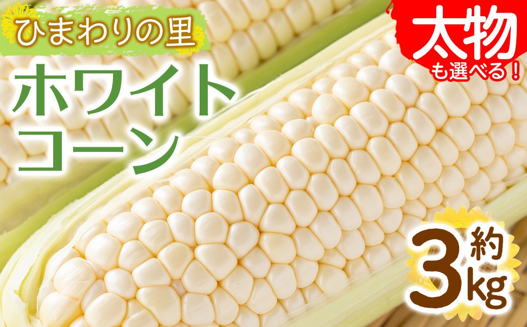 
                  ＜先行予約！2026年6月上旬以降順次発送予定＞＜選べる容量＞ホワイトコーン(約3kg/通常品・太物) 【man110・man111】【Aglio nero】
                