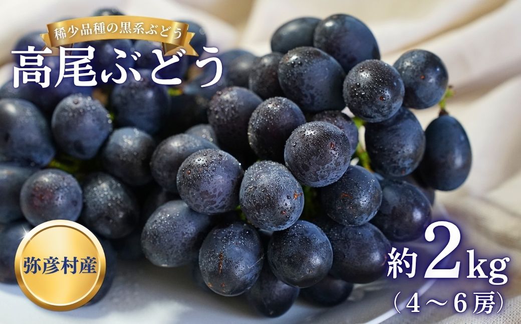 《先行予約》 ぶどう 稀少!数量限定「高尾」黒系ぶどう 約2kg 種無し 種が無い 皮ごと食べられる 希少品種 数量限定 2キロ 葡萄 ブドウ 黒ぶどう 種なし レア 果物 フルーツ 肉厚 甘い 濃厚 贈答用 ギフト 贈り物 プレゼント お取り寄せ 送料無料 新潟県 弥彦村 弥彦アグリセンター