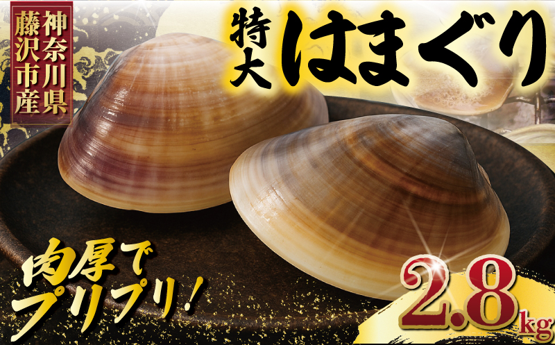 湘南はまぐり LLサイズ  2.8kg 10〜12個 冷凍 焼き蛤 酒蒸し お吸い物 炊き込みご飯 パスタ 江の島 江ノ島