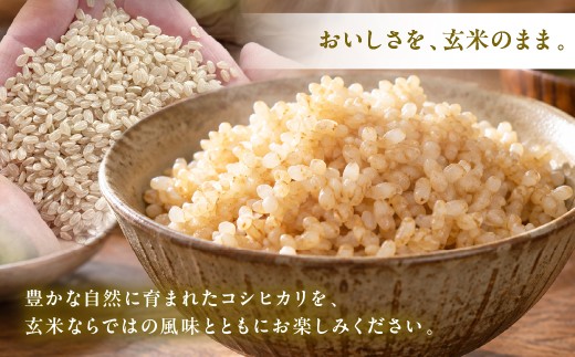 【定期便12回】令和8年産 郡上産こしひかり【 玄米】 5kg  こしひかり コシヒカリ 玄米 定期便 新米 コシヒカリ 5kg コシヒカリ 10kg 玄米 げんまい コシヒカリ こしひかり 新米 お