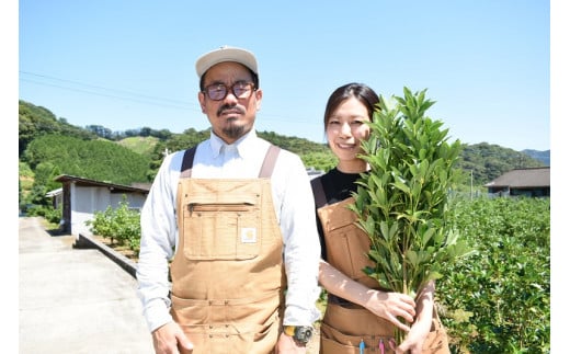 
日向市産 しきみ [黒田樒園 宮崎県 日向市 452060139]
