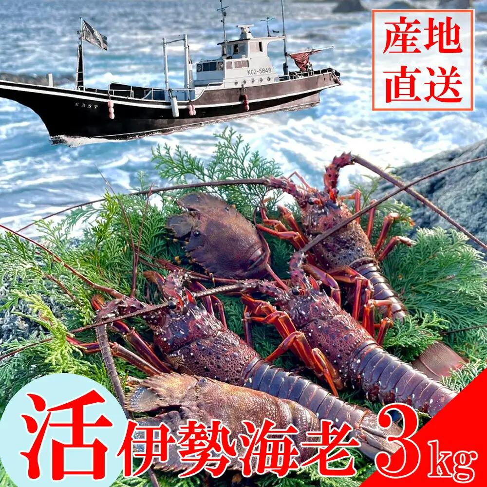 活伊勢海老 約3kg(5～15尾)【 イセエビ 伊勢海老 】