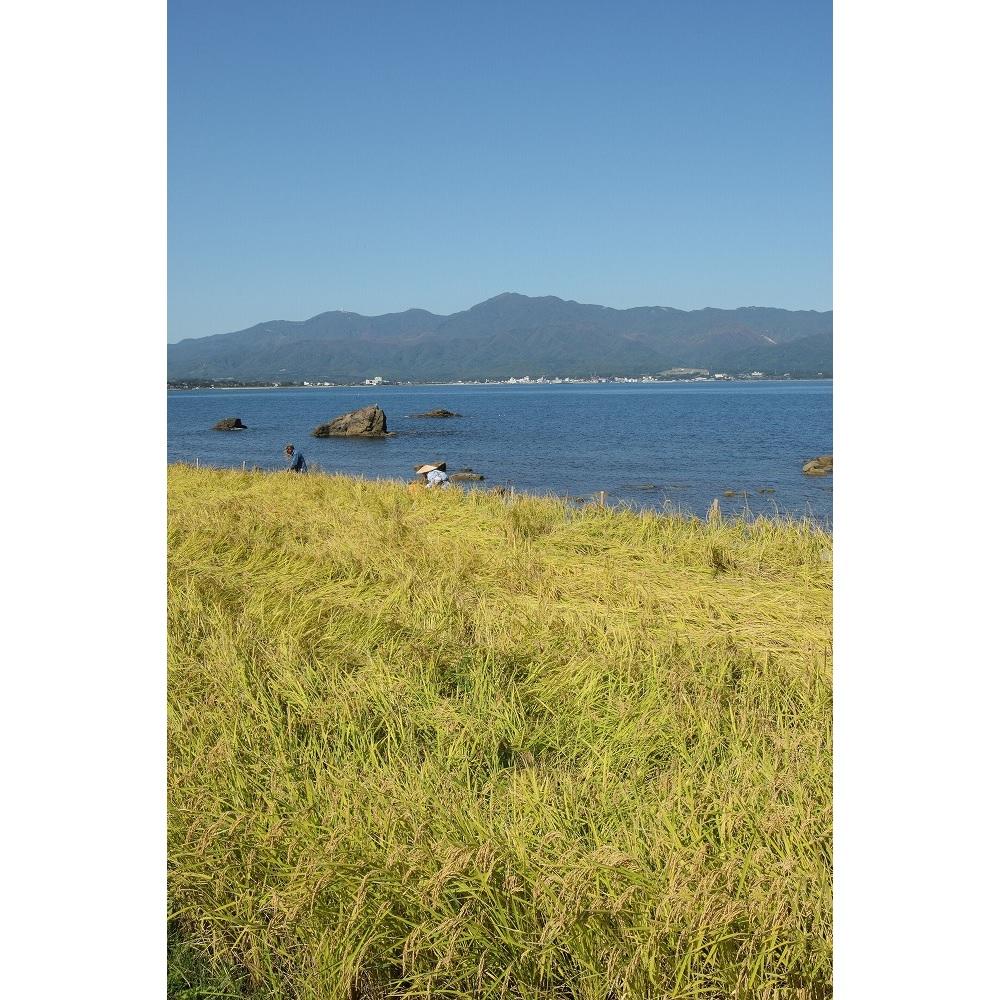 無洗米佐渡産コシヒカリ 5kg 令和7年産