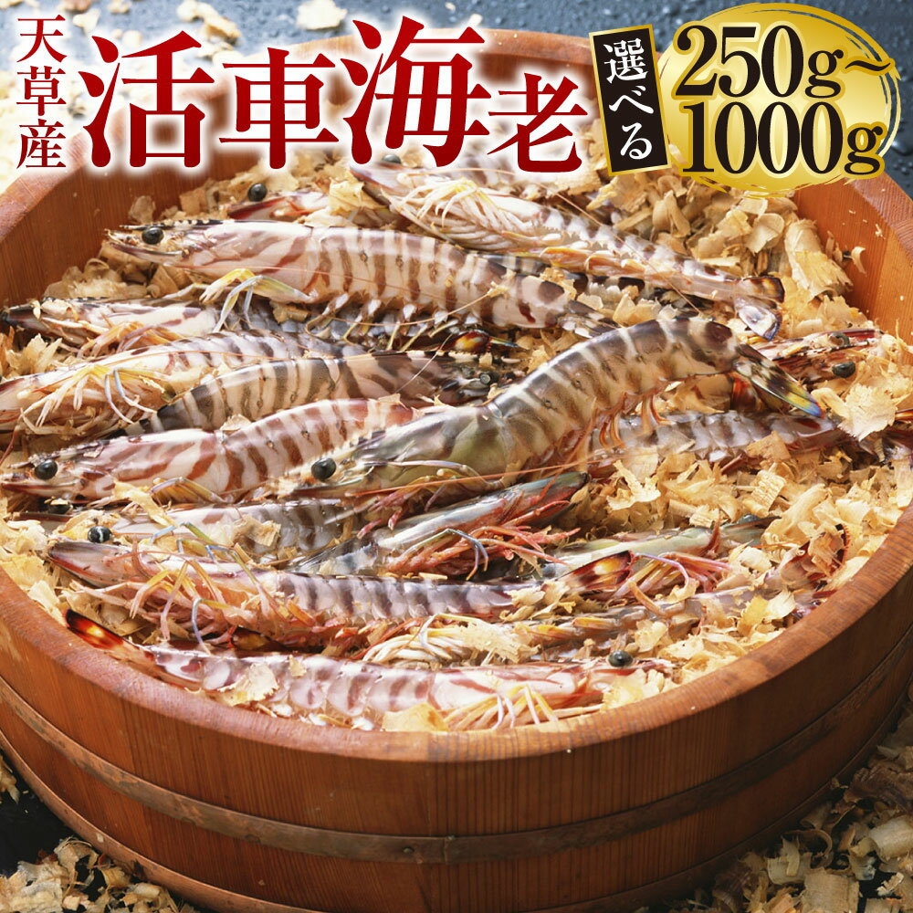 【ふるさと納税】【発送期間2025年11月05日から2026年3月31日】【配送指定日必須】天草産 活車海老 選べる 250g～1000g 8～44尾 車海老 車エビ 海老 エビ えび 魚介 魚介類 活き海老 常温 九州産 九州 国産 上天草市 海の幸 海鮮 送料無料