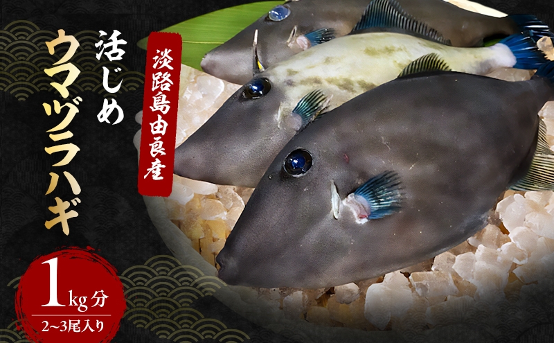 
                  活じめ ウマヅラハギ 2～3尾 1kg セット 詰め合わせ 淡路島由良産 下処理済み 魚 鮮魚 魚介 魚介類 海鮮 海鮮セット 冷蔵 洲本市　お届け：2026年12月初旬～2027年4月下旬 [№5395-0017]
                