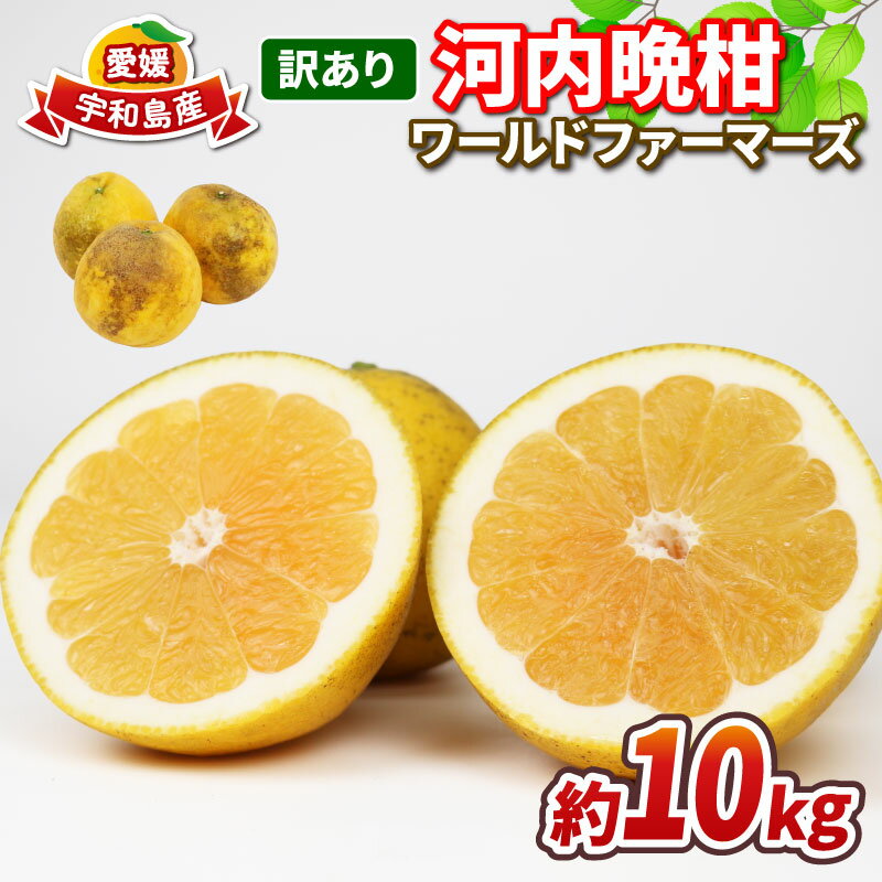 【ふるさと納税】 愛媛みかん 訳あり 河内晩柑 10kg ワールドファーマーズ 先行予約 わけあり 愛媛ミカン 愛媛蜜柑 mikan 訳アリ 晩柑 かわちばんかん 和製 グレープフルーツ 果物 フルーツ 柑橘 みかん 蜜柑 産地直送 農家直送 数量限定 国産 愛媛 宇和島 B010-024026