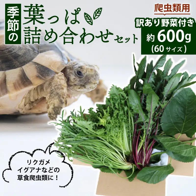 【爬虫類用】 訳あり野菜と季節の葉っぱ詰め合わせ セット 約 600g 60サイズ ( 訳あり 訳あり野菜 草食 雑食 爬虫類 ペットフード ペット リクガメ カメ イグアナ 動物 ごはん ご飯 おや