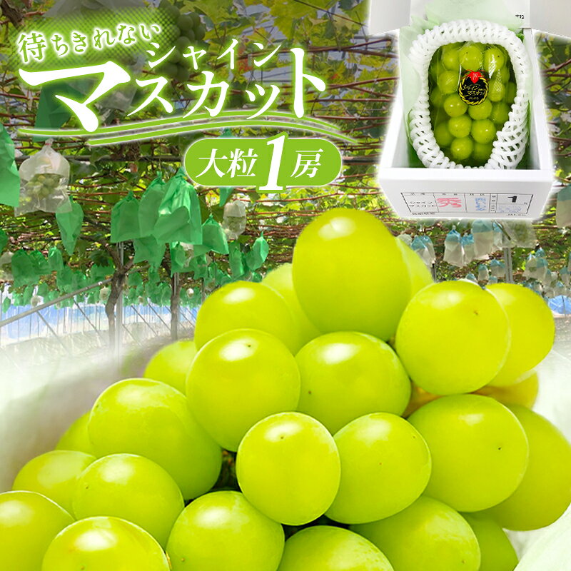 【ふるさと納税】 シャインマスカット 1房 皮ごと食べられる 果物 フルーツ ぶどう ブドウ マスカット 新鮮 甘い 大粒 大きい 季節限定 期間限定 特産品 お取り寄せ グルメ