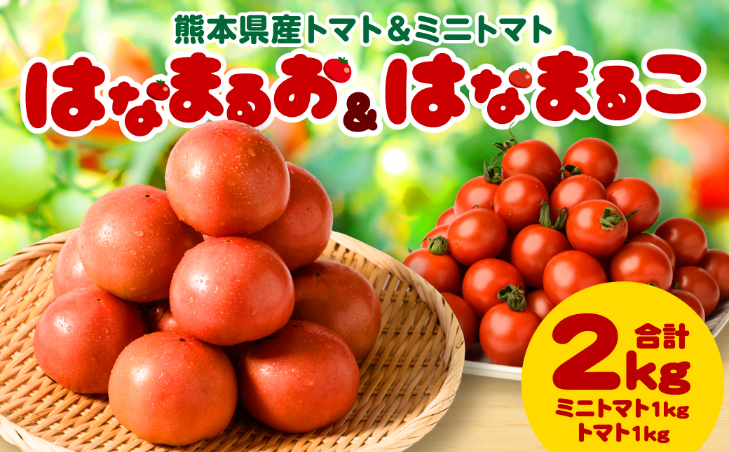【順次発送】熊本県産トマト 1kg ＆ ミニトマト 1kg  合計2kg はなまるお ＆ はなまるこ