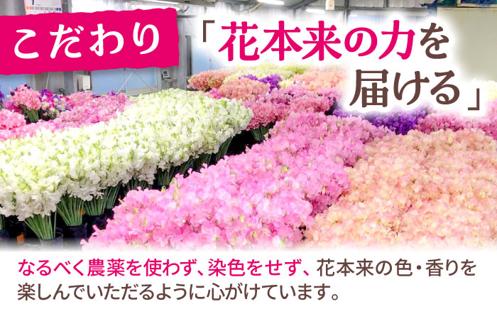 【R7年度12月以降発送】【生産農家直送！】スイートピー 花束 50本（ミックス）【木下農園】生花 [IBW001]