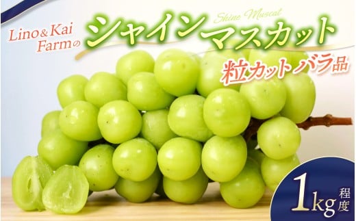 【2025年先行予約】【粒カットバラ品】 シャインマスカット(1kg程度） Lino＆Kai Farm  【2025年10月上旬～順次発送】 / 朝採れ ぶどう 岡山  真庭市 シャインマスカット 高級 ギフト 大粒 果物 ご自宅用 人気 産地直送 国産 安全 数量限定 種なし 食べチョクアワード 受賞
