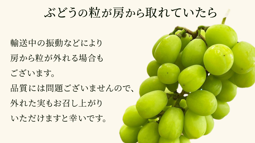 【先行予約】シャインマスカット 約1kg (茨城県共通返礼品/かすみがうら市)マスカット 葡萄 ぶどう ブドウ 歯ごたえ 甘み 香り 鈴木農園 [ED005sa]