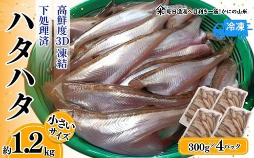 
            【小さいサイズのハタハタ 計1.2kg（300g×4パック）下処理済み（冷凍）】入金確認後、順次発送 産地直送 鮮度抜群 はたはた ハタハタ 大人気 ふるさと納税 兵庫県 香美町 香住 山米鮮魚 22000円 74-07
          