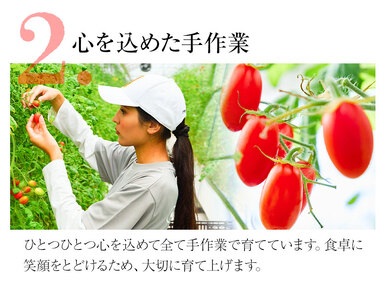 ZEPPIN　TOMATO　OKAYAMA　1kg箱（ZEPPIN　EX)　C-39a