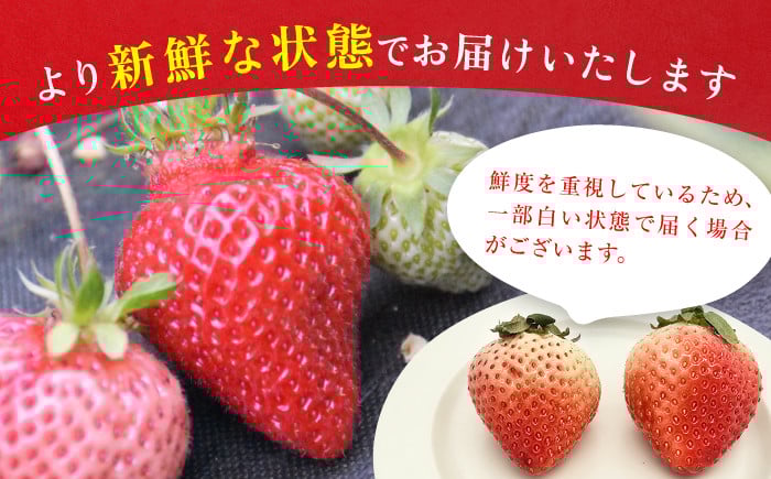 果物 あまおうDX等級。いちご イチゴ 苺