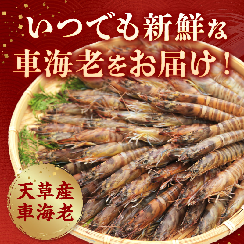 S065-006_活き〆冷凍車海老 500g