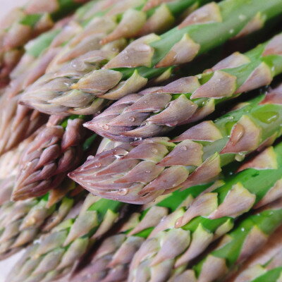 【ふるさと納税】味が濃い!富良野産　露地栽培　グリーンアスパラ　(S～Lサイズ混合) 1kg【配送不可地域：離島】【1595905】
