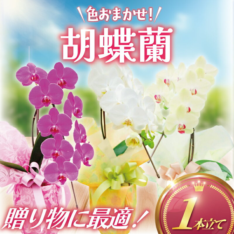 【ふるさと納税】 胡蝶蘭 1本 立ち 色 おまかせ ( ピンク 黄色 白 ) 藤沢洋蘭 鉢植え 鉢花 ラン 観葉植物 花 hana 10000円 蕾 蘭 洋ラン 洋蘭 生花 お花 お祝い お供え コチョウラン こちょうらん 冠婚葬祭 ギフト プレゼント 贈答品 記念日 母の日 贈り物 神奈川 湘南 藤沢
