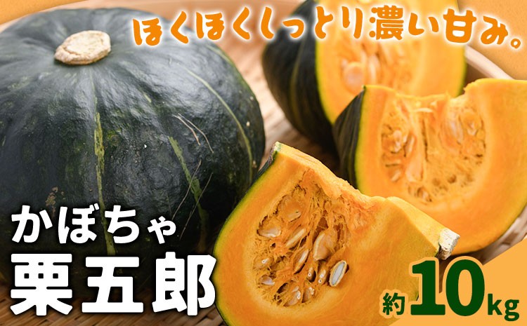 
                  かぼちゃ 栗五郎 約10kg 小山農園《6月中旬-7月中旬頃出荷》鹿児島県 さつま町 かぼちゃ 栗五郎 野菜 煮物 料理 天ぷら お菓子作り 離乳食 鹿児島県産 10キロ 送料無料 旬
                