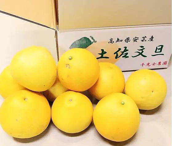 千光士農園 土佐文旦 5kg 家庭用 文旦
