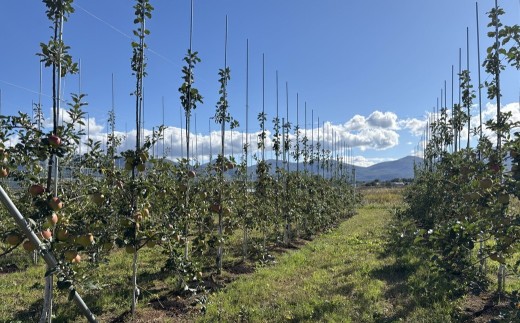 【数量限定】北海道共和町産りんご TEMATA FIRST シナノスイート・ぐんま名月 食べ比べセット