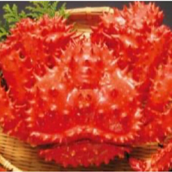 【ふるさと納税】 花咲ガニボイル冷凍 1.5kg 前後 × 1 尾 花咲がに 花咲 花咲かに 花咲蟹 かに カニ 蟹 お取り寄せ グルメ 海鮮 ボイル 茹で蟹 茹でがに 茹でガニ 北海道 根室市 ふるさと納税 D-89002