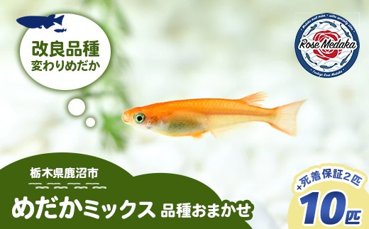 めだかさんミックス 計12匹（10匹＋死着保証2匹）（品種おまかせ） ｜ めだか メダカ 改良 飼育 生体 観賞魚 魚 ペット おまかせ ミックス ※2026年4月上旬～10月下旬頃に順次発送予定 ※北海道・沖縄・離島への配送不可